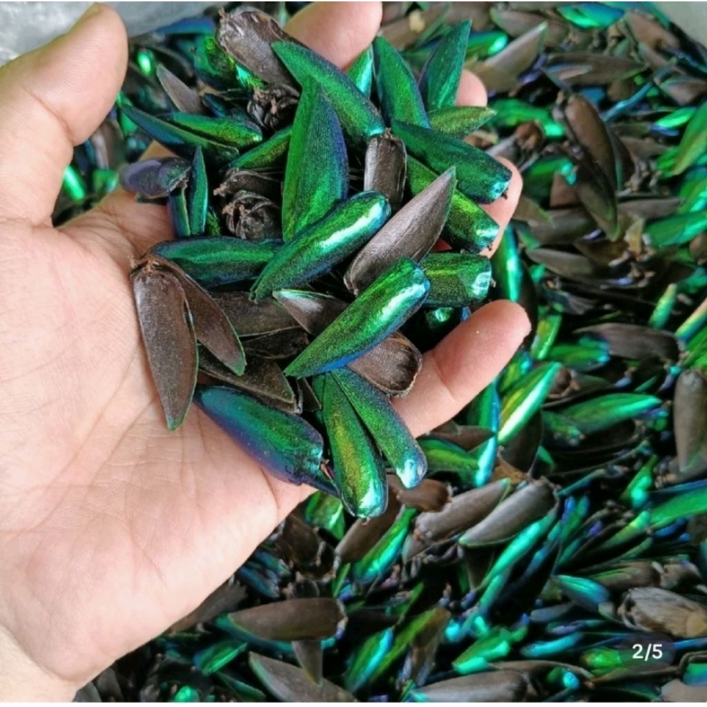 ปีกแมลงทับ ราคาปีกละ 4 บาท