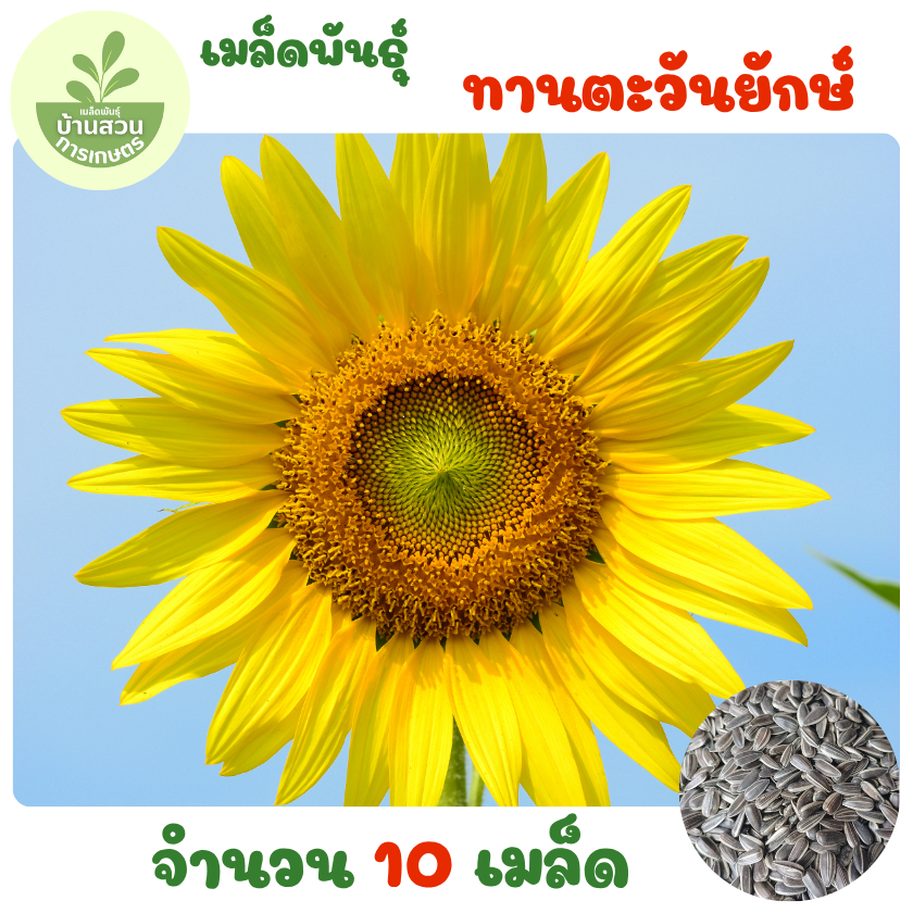เมล็ดพันธุ์ทานตะวันยักษ์ 10 เมล็ด – โปรปัง