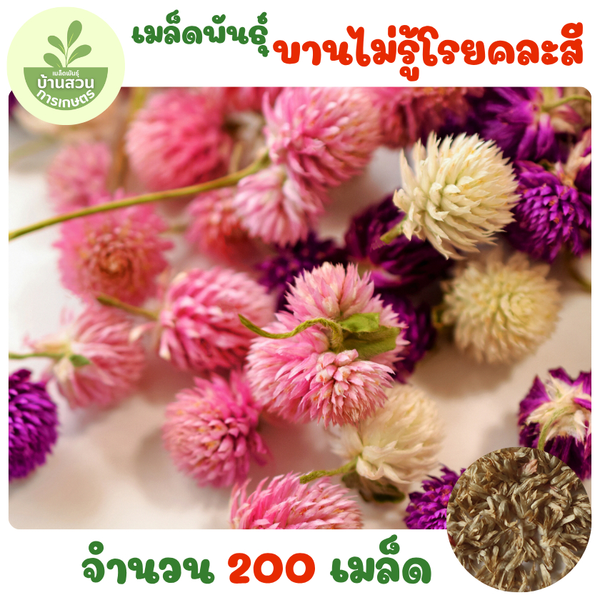 เมล็ดพันธุ์ดอกบานไม่รู้โรยคละสี 200 เมล็ด