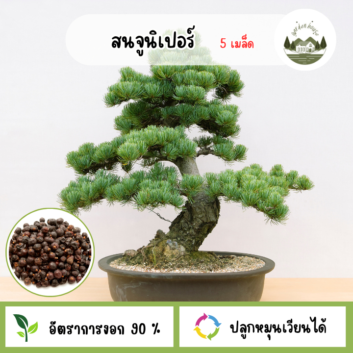 เมล็ดสนจูนิเปอร์ 5 เมล็ด