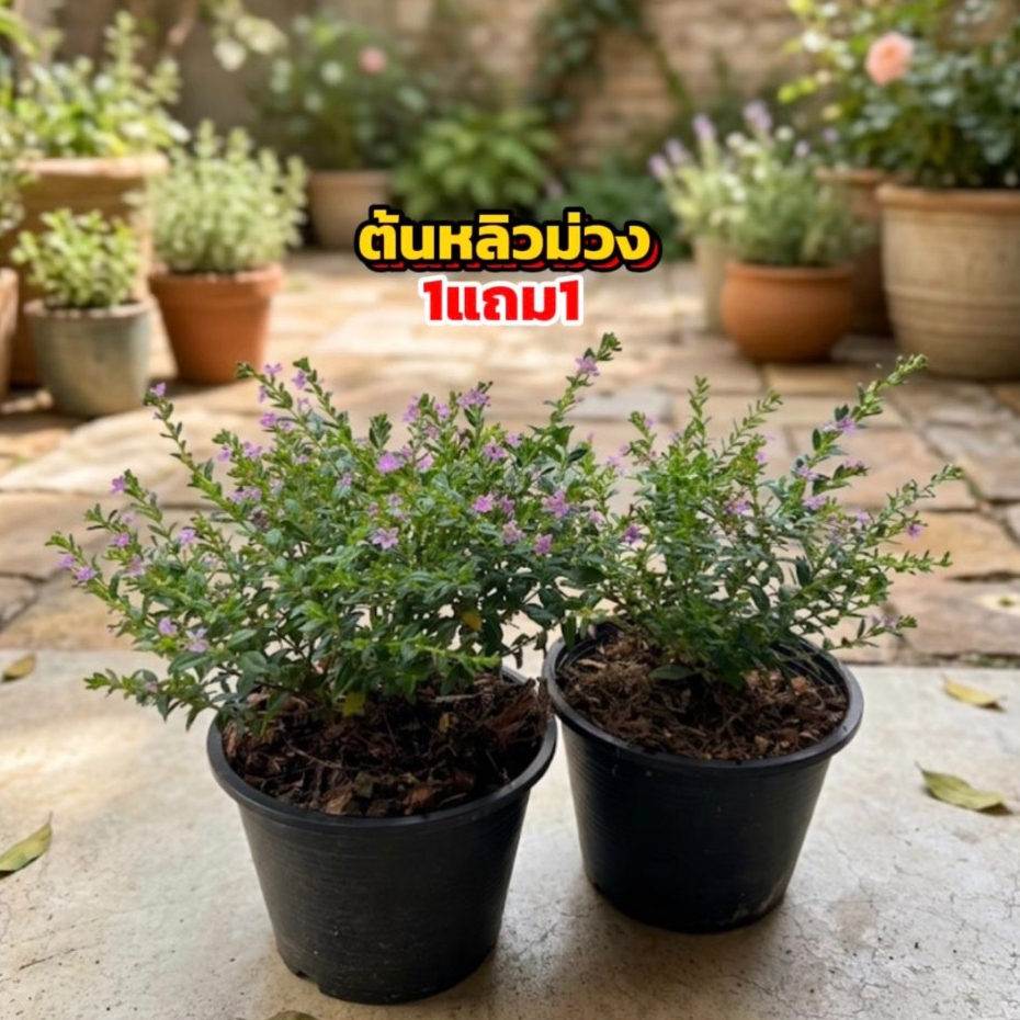 ต้นหลิวม่วง 1แถม1 พร้อมกระถาง6นิ้ว ติดดอกทุกต้น