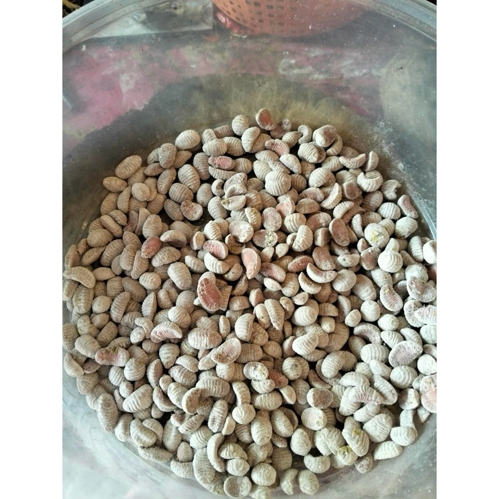 ไข่จั๊กจั่น 20ใบ (ใบกลาง)อาหารป่าตามฤดูกาล