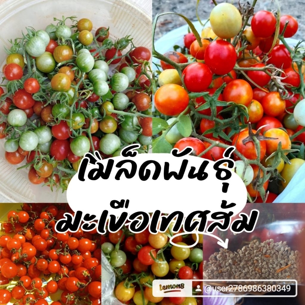 เมล้ดพันธุ์มะเขือเทศส้ม300เมล็ด39บาท