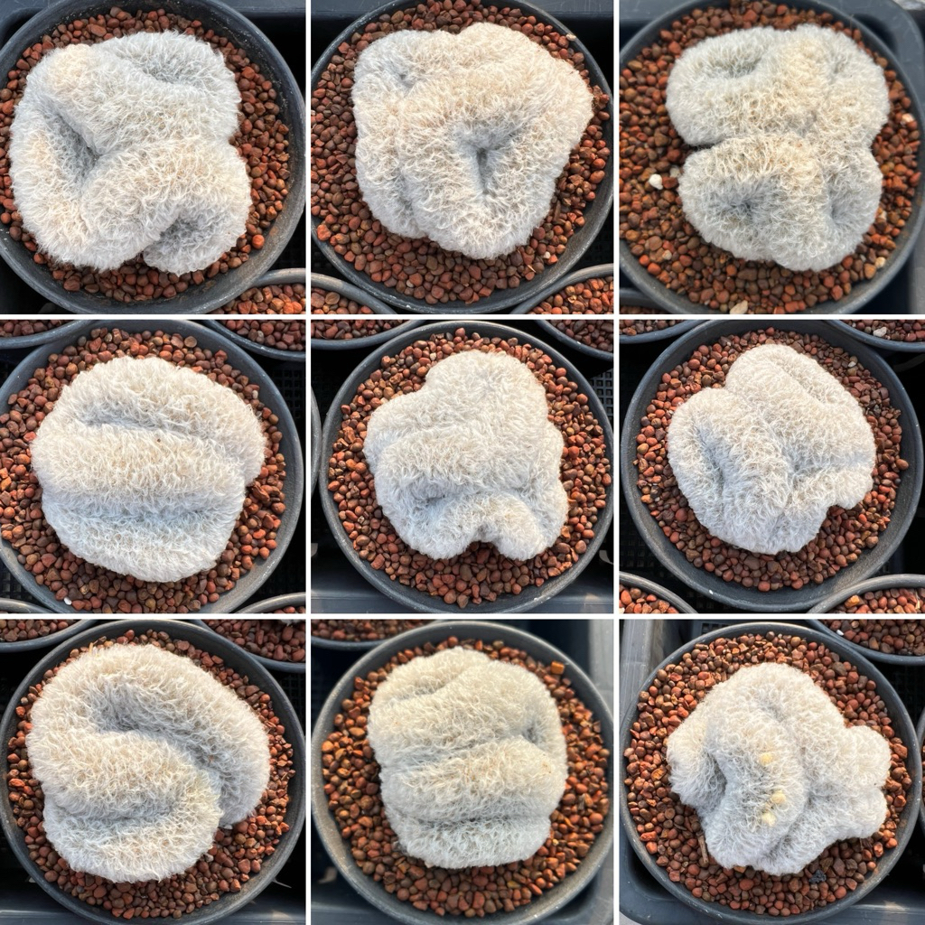 Mammilaria albicoma cristata: แมมขนแกะคริส กระถาง5“ แคคตัส กระบองเพชร ราคา ถูกที่สุด ดีลบีเคเค