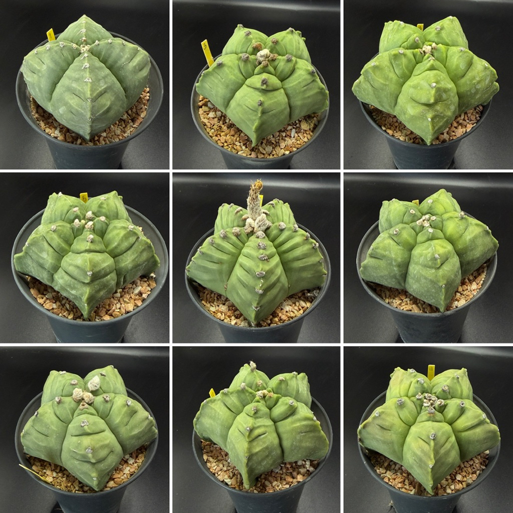 [Update 6.4] กระบองเพชรAstrophytum Myriostigma Kikko ไมริโอ เพาะเมล็ดไซส์แม่พันธุ์กระถาง 4 นิ้วมีจัดส่งแบบเปลือยราก