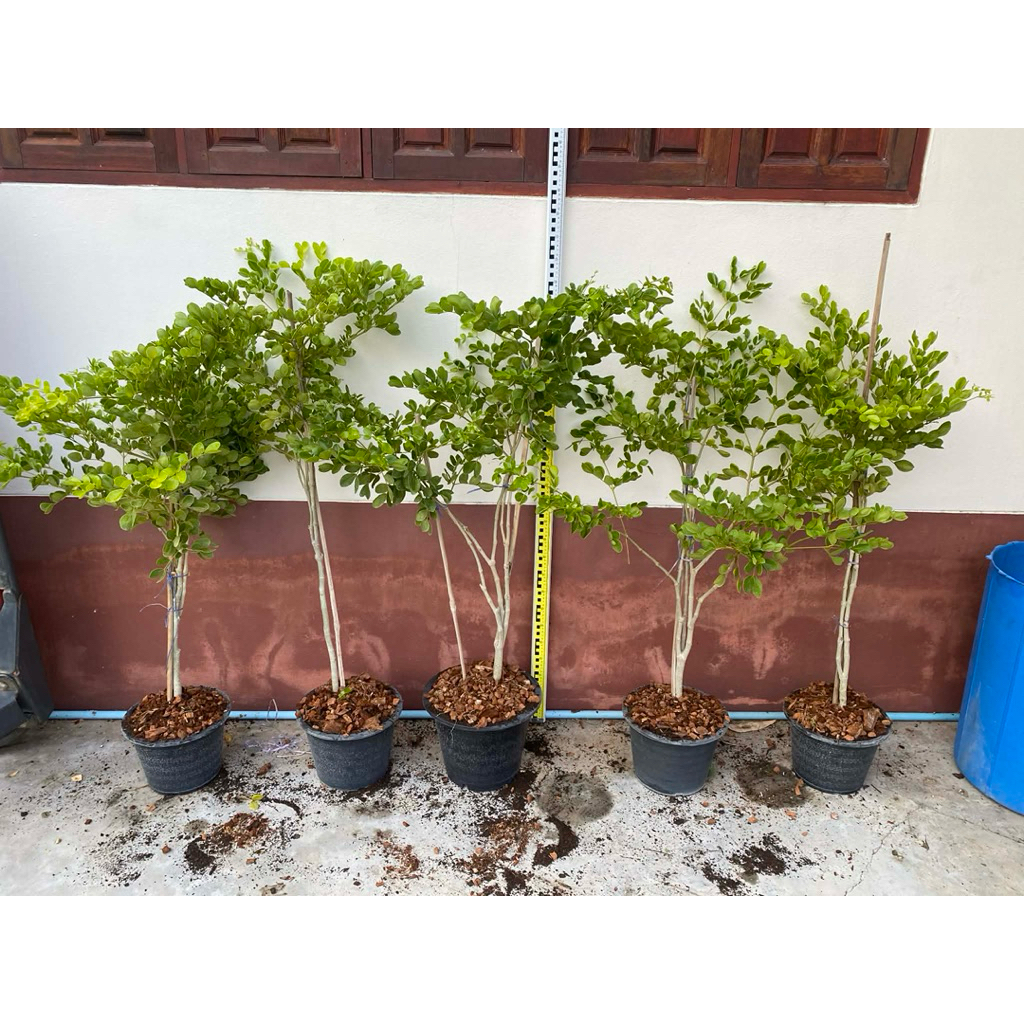 แก้วเจ้าจอม6ใบเพาะเมล็ด110-125 cm *เลือกต้นไม้ได้ ทักแชทก่อนการสั่งซื้อ*