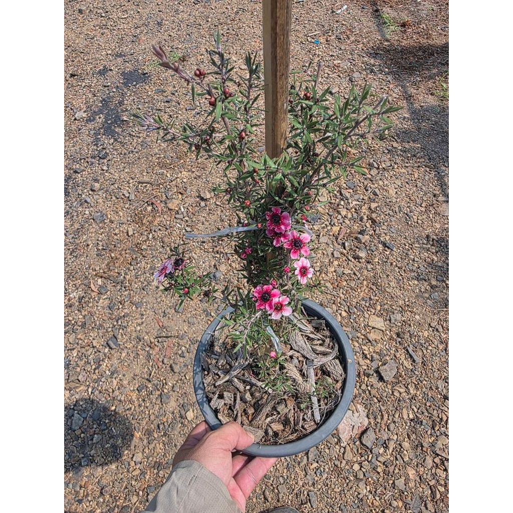 มานูก้า สีชมพูเข้มใบเงิน 🌸 กระถาง 8 นิ้ว ไม้แดด ประดับตกแต่งสวน ไม้สวนเราขยายพันธ์ุเองในไทย