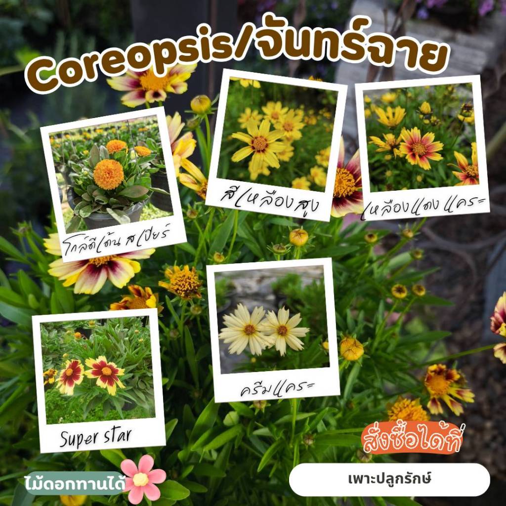 ต้นจันทร์ฉาย (Coreopsis) โครีออฟซิส รวมจันทร์ฉาย หลายสายพันธุ์ #สีเหลืองแดง #สีครีม #ดอกไม้ทานได้ ออกดอกทั้งปี​  F30