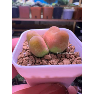 มูก้า conophytum maughanii ไม้อวบน้ำ พร้อมส่ง
