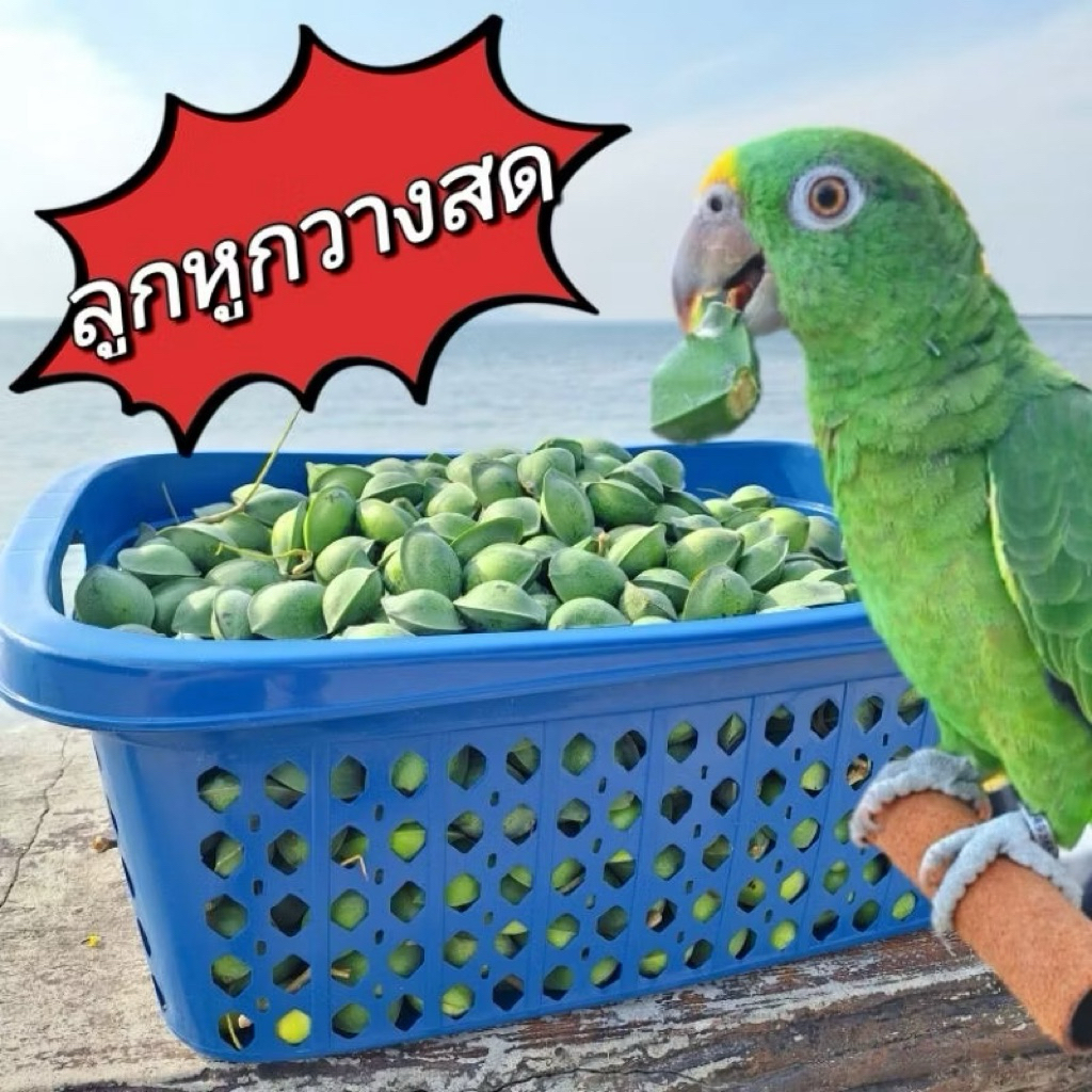 💥💥💥อ่านรายละเอียดก่อนสั่งซื้อ💥💥ลูกหูกวางสด เคลมได้ถ้าสินค้าเน่าเสียระหว่างขนส่ง อาหารเสริมนกแก้ว ของดีมีประโยชน์ เก็บสด
