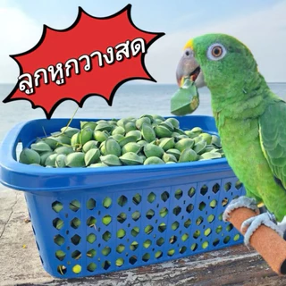 💥💥💥อ่านรายละเอียดก่อนสั่งซื้อ💥💥ลูกหูกวางสด เคลมได้ถ้าสินค้าเน่าเสียระหว่างขนส่ง อาหารเสริมนกแก้ว ของดีมีประโยชน์ เก็บสด