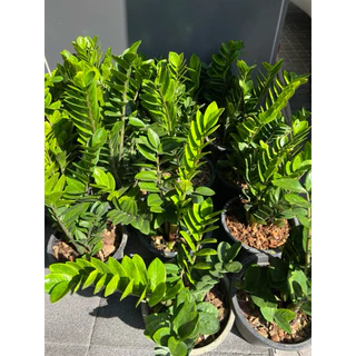 🌿✨ กวักมรกตเขียว ไม้มงคลเรียกทรัพย์ เสริมโชคลาภ ✨🌿