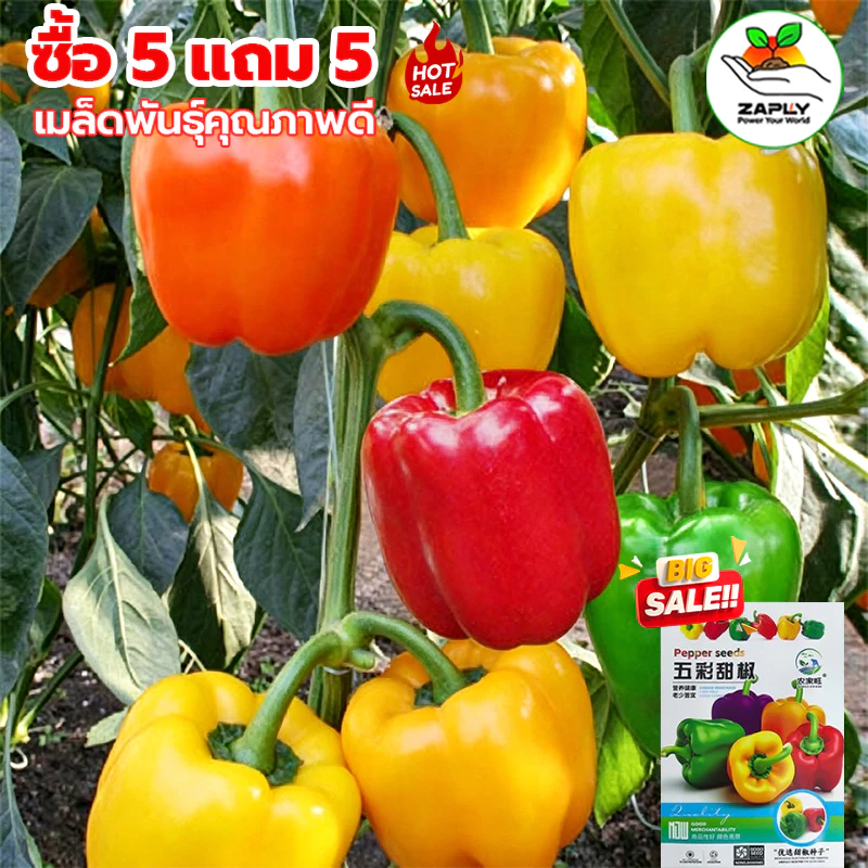 [ซื้อ 5 แถม 5 ฟรี]100 เมล็ด เมล็ดพริกหวาน คละสี (รสชาติหวาน ข้างในกลวงโป่ง )เมล็ดผัก เม็ดผัก ผักสวนครัว พืชผัก