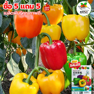 [ซื้อ 5 แถม 5 ฟรี]100 เมล็ด เมล็ดพริกหวาน คละสี (รสชาติหวาน ข้างในกลวงโป่ง )เมล็ดผัก เม็ดผัก ผักสวนครัว พืชผัก