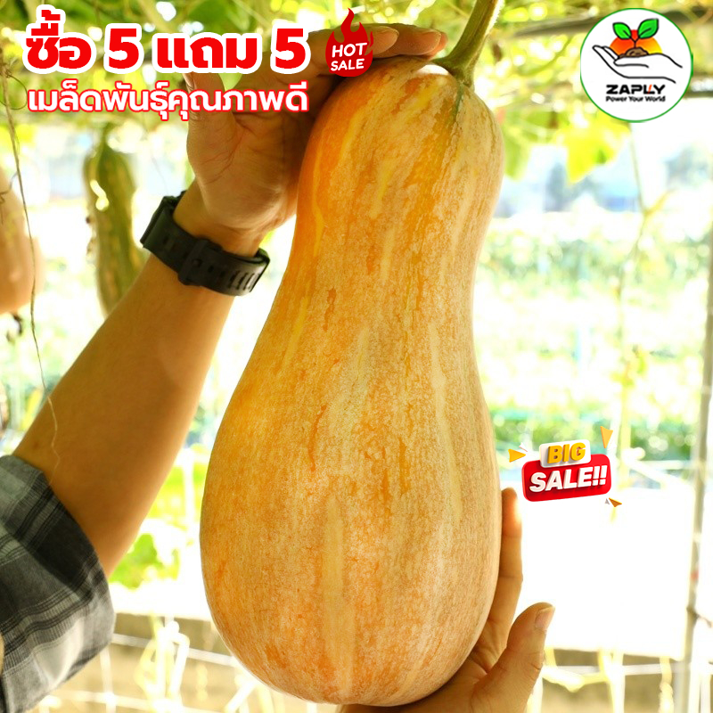 30เมล็ด เมล็ดฟักทองหยดน้ำผึ้ง Pumpkin seed  ฟักทองถุงทอง เมล็ดพันธุ์ฟักทองหยดน้ำผึ้ง  เมล็ดพันธุ์ผัก สวนผัก
