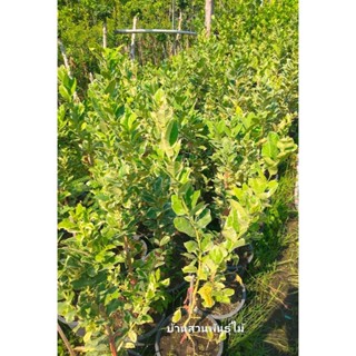 ต้นเลม่อน พันธุ์ยูเรก้า ใบด่าง ต้นกิ่งตอน สูง 70-90 ซม. กระถ…