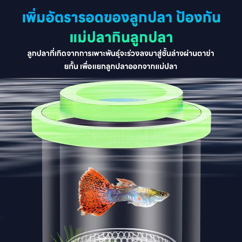 LIVING กล่องแยกปลา กล่องเพาะพันธุ์ปลาหางนกยูง ฟักไข่ปลา แยกปลาเล็ก thumbnail 5