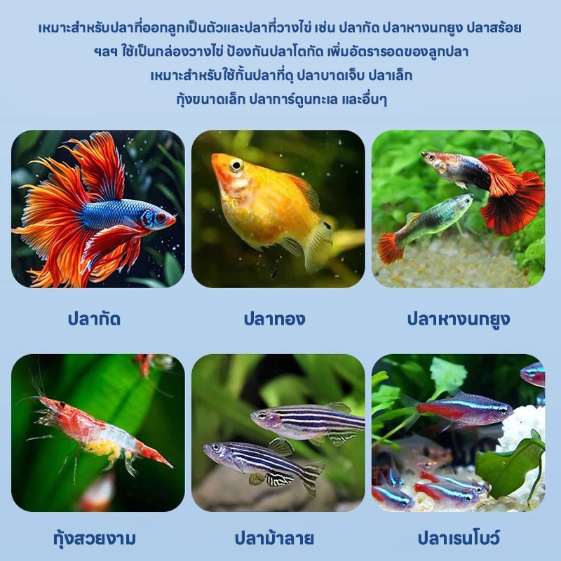 LIVING กล่องแยกปลา กล่องเพาะพันธุ์ปลาหางนกยูง ฟักไข่ปลา แยกปลาเล็ก thumbnail 9