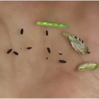 25 เมล็ด ดอกแพงพวย แพงพวยฝรั่ง แพงพวยบก นมอิน Vinca Seeds สายพันธุ์ แทตทู แบล็ก เชอร์รี่