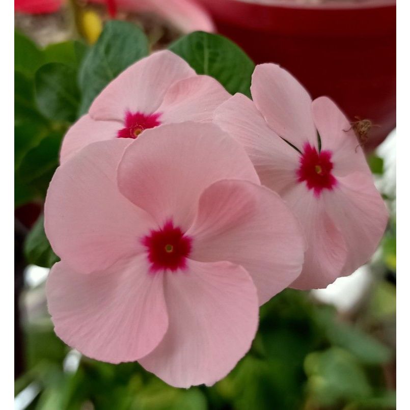 25 เมล็ด ดอกแพงพวย แพงพวยฝรั่ง แพงพวยบก นมอิน Vinca Seeds สายพันธุ์ ดีพ สตรอว์เบอร์รี
