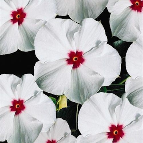 25 เมล็ด ดอกแพงพวย แพงพวยฝรั่ง แพงพวยบก นมอิน Vinca Seeds สายพันธุ์ ไวท์ พอลก้า