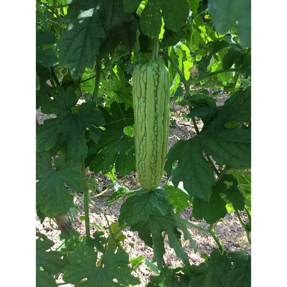ต้นพันธุ์ มะระจีน พร้อมปลูก ถุงดำ 30บาท มะระจีน (Chinese Bitter Melon)