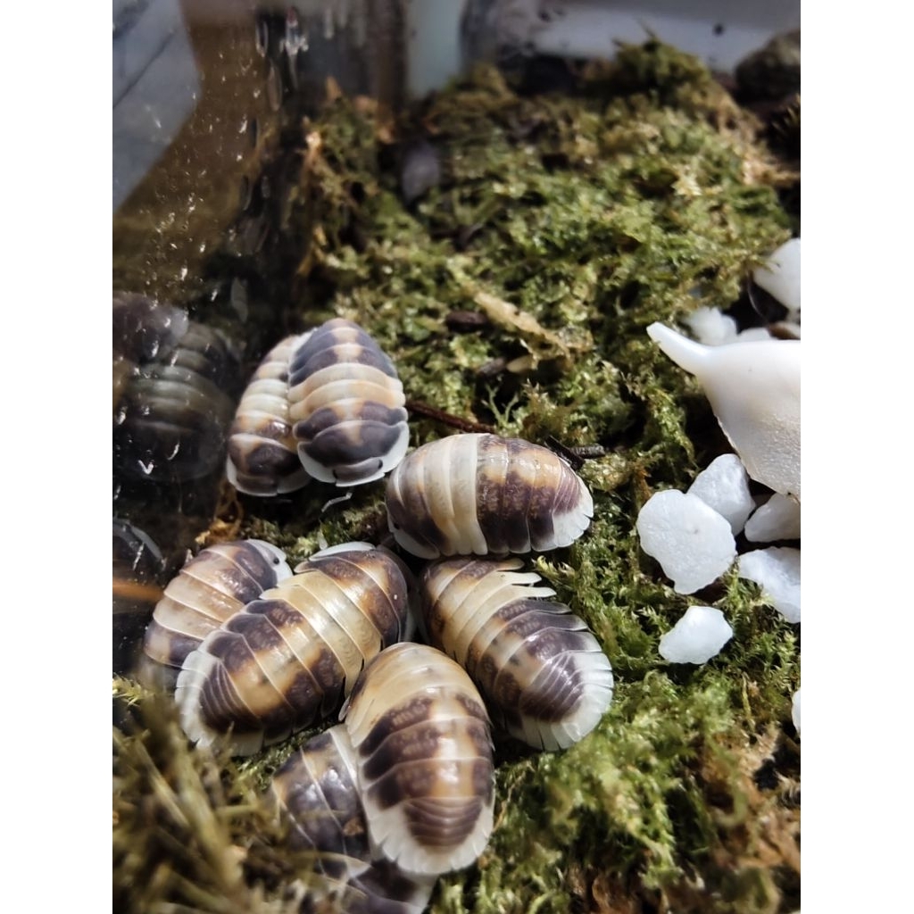 Isopod Model โมเดลจำลอง เพื่อการศึกษา เซ็ต 5ต.
