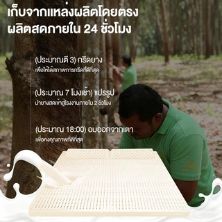 ที่นอนยางพารา 100% ยางฉีดไม่ใช่ยางอัด แก้ปวดหลัง ไม่ยุบง่าย ระบายอากาศดี COD