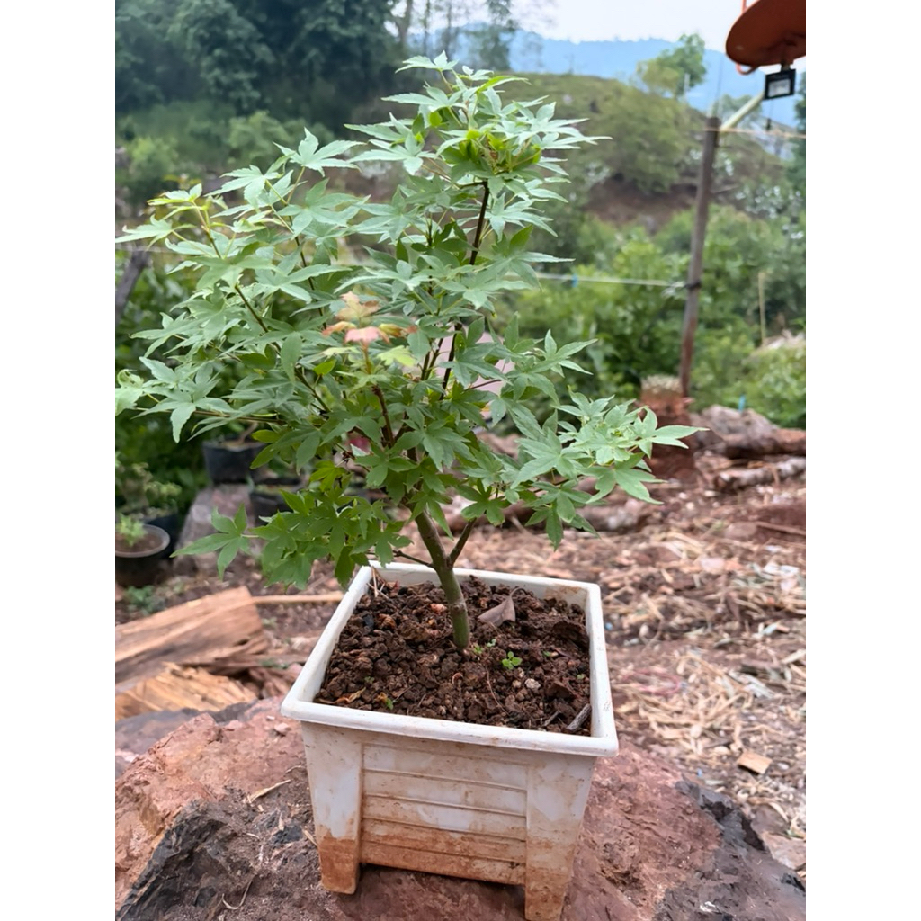 เมเปิ้ลญี่ปุ่น (Japanese Maple)