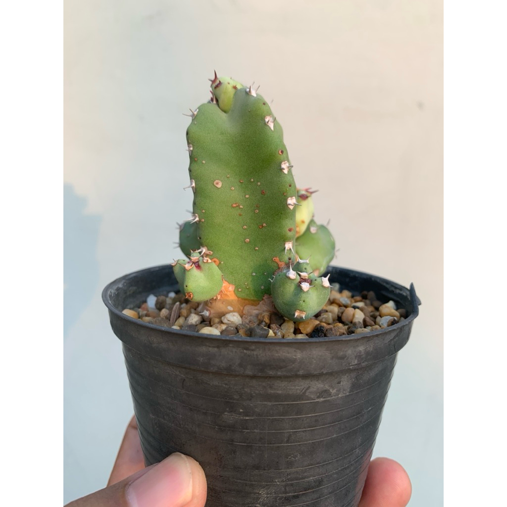 euphorbia resinifera (ยูโฟเบียเรซินิเฟร่า)