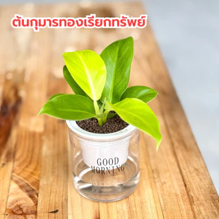 เซตคู่กระถางใส่น้ำ พร้อมต้นกุมารทองเรียกทรัพย์ และต้นเศรษฐีรวยโชค แถมหินฟรี