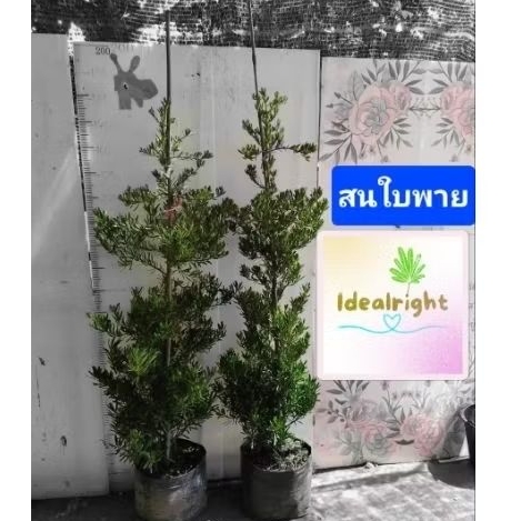 💥กดสั่งกล่องละ1ต้นเท่านั้น💥 ต้นสนใบพาย ความสูง 160 c.m. ขึ้นไปค่ะ