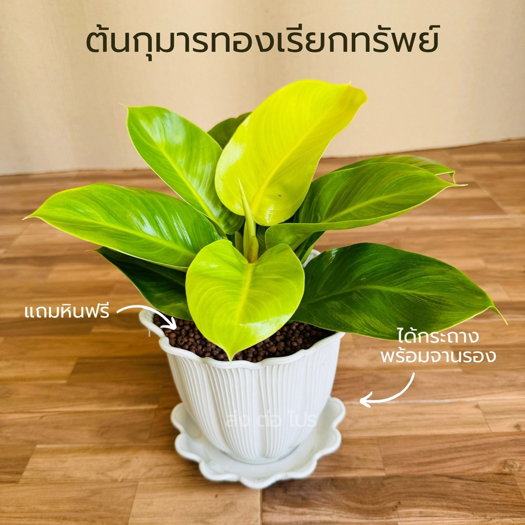 กระถางพร้อมจานรอง 6 นิ้ว พร้อมกุมารทองเรียกทรัพย์ หินดินเผา