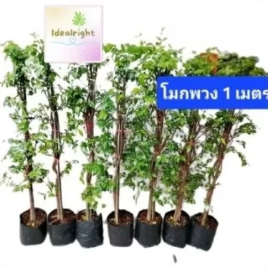 โมกพวงขนาด 1เมตร ชุดละ7ต้นค่ะ ****ลค.ส่งแบบกล่องพัสดุ 💥กดกล่องละ1ชุดเท่านั้นค่ะ*