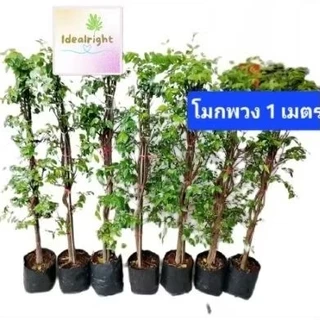 โมกพวงขนาด 1เมตร ชุดละ7ต้นค่ะ ****ลค.ส่งแบบกล่องพัสดุ 💥กดกล่องละ1ชุดเท่านั้นค่ะ*