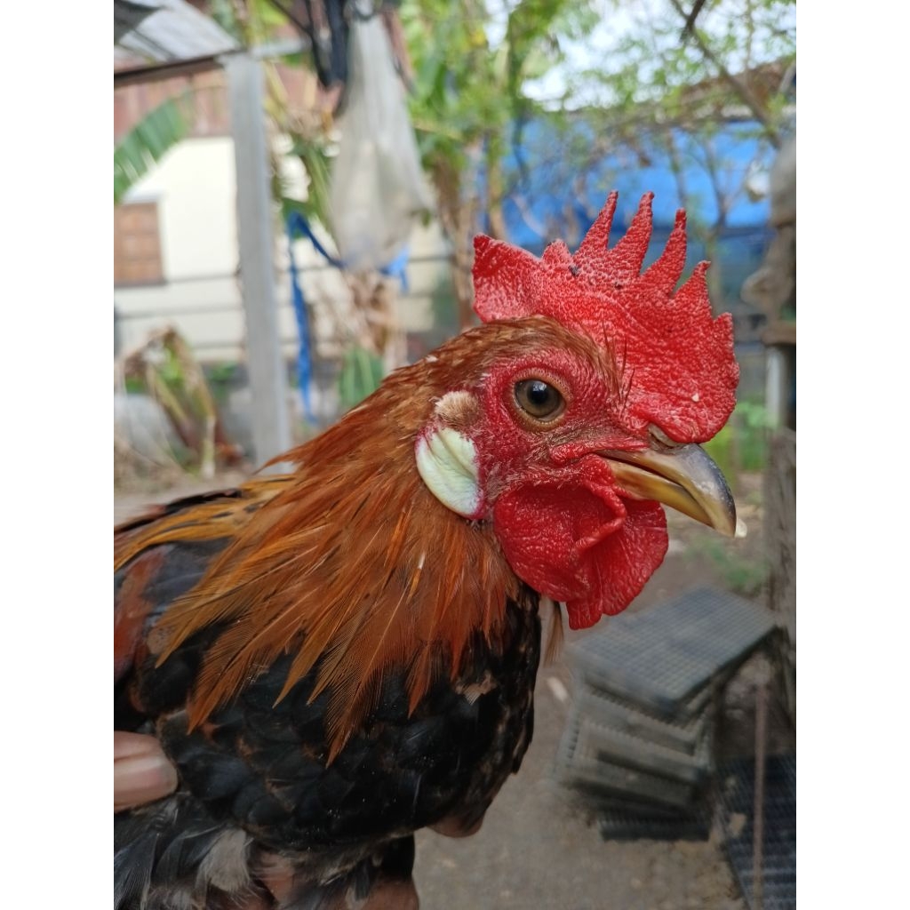 ไข่ไก่ป่าหูขาวมีเชื้อพร้อมฟัก ใบละ20บาทสั่งเป็นชุดชุดละ5ใบหากมีสินค้าเสียหายทักแชททางร้านก่อนพร้อมวีดีโอ