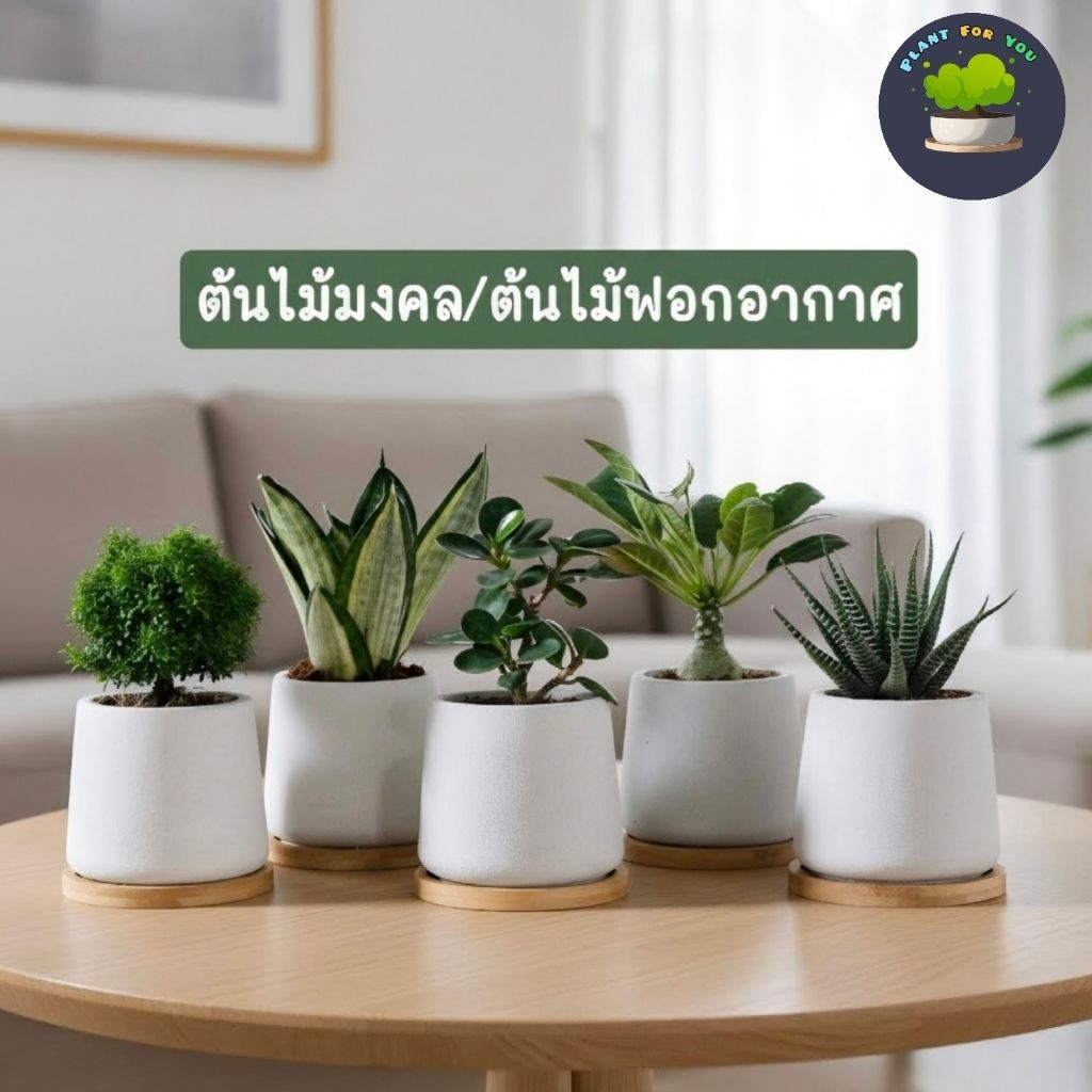 ต้นไม้มงคล/ต้นไม้ฟอกอากาศ พร้อมกระถางปูน3"นิ้ว ครบชุดพรอมปลูก วางโต๊ะทำงาน ประดับบ้าน/คอนโด/ร้าน/café/ออฟฟิศ/สำนักงาน