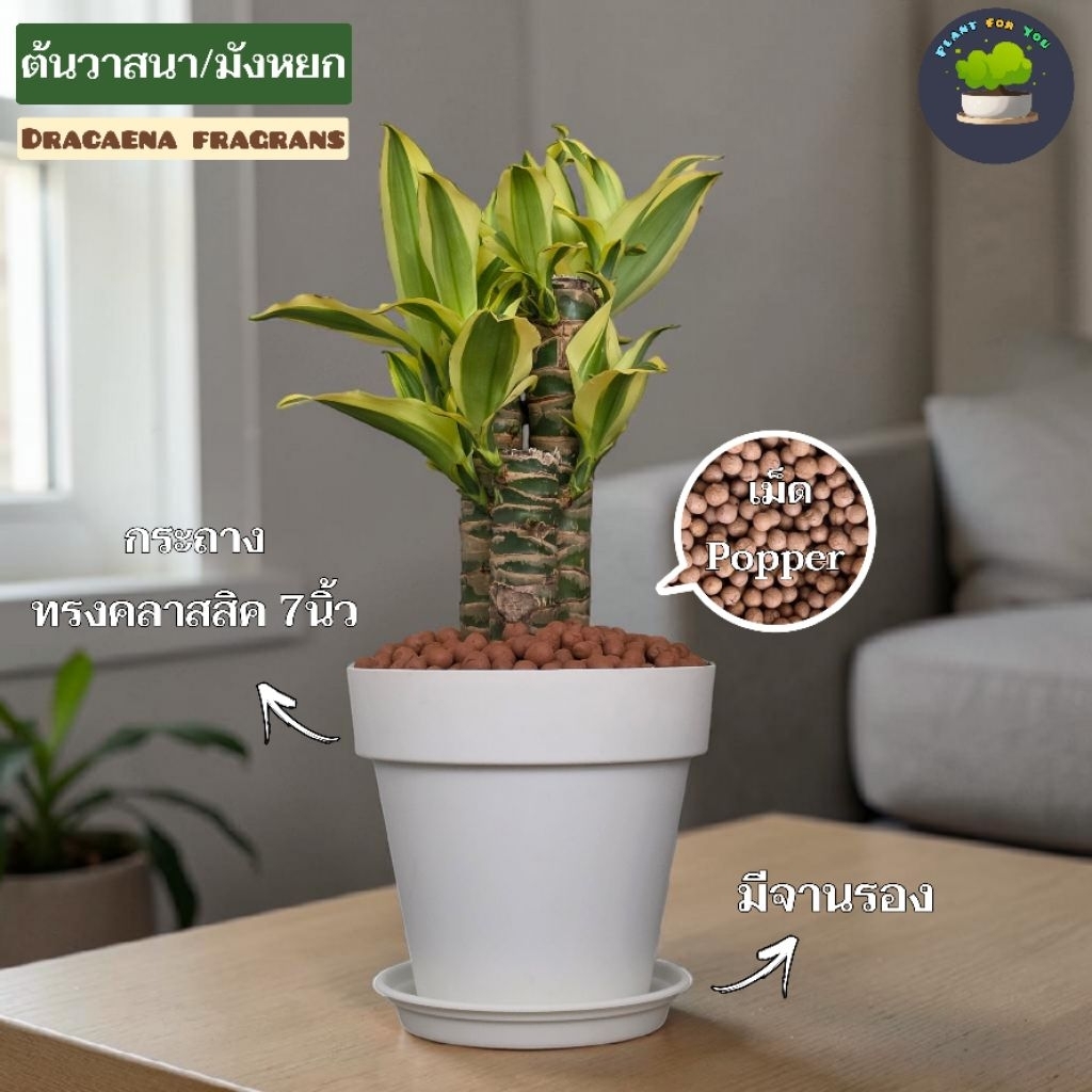 🐉ต้นวาสนา/มังกรหยก(DracaenaFragrant) พร้อมกระถาง+เม็ดPopper+ขาตั้งไม้สน