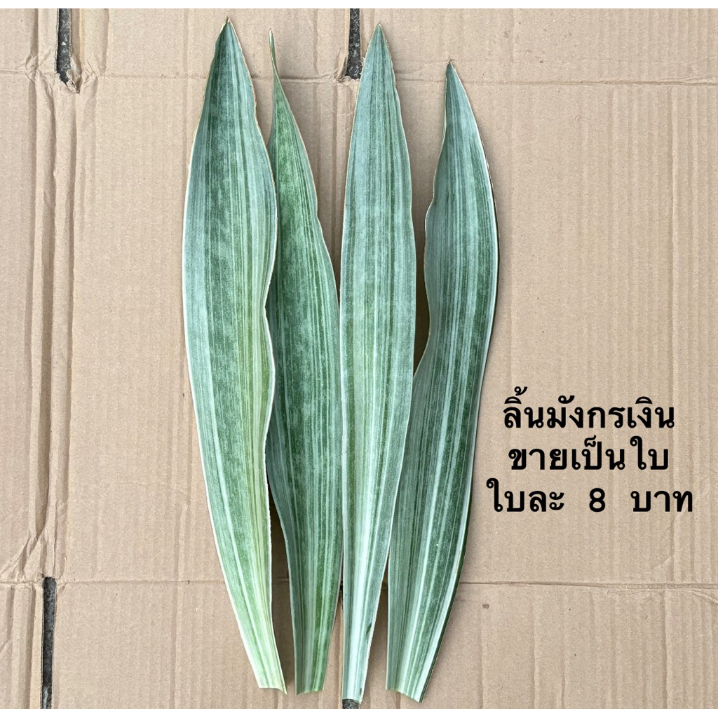 ลิ้นมังกร [ขายเป็นต้น/ใบ] ลิ้นมังกรแคระ ลิ้นมังกรดาบเล็ก ลิ้นมังกรเงิน ว่านงาช้าง ต้นไม้ฟอกอากาศ ราคาถูก ลิ้นมังกรเขียว