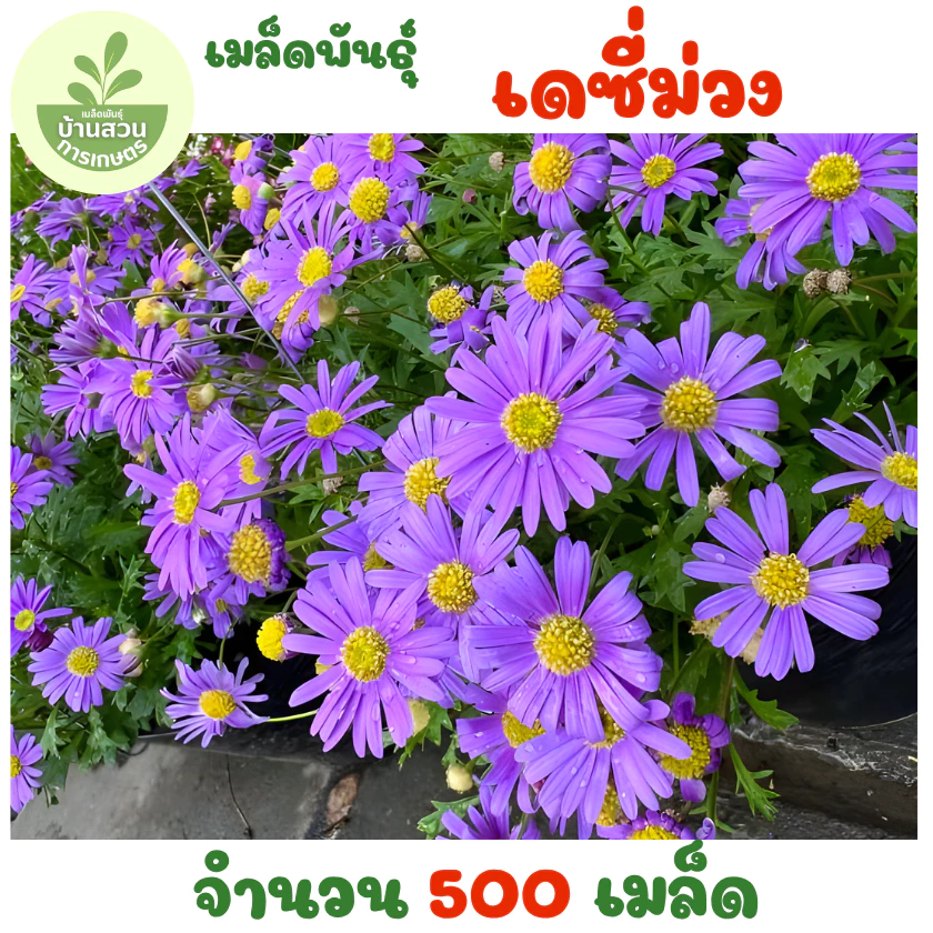 เมล็ดพันธุ์ดอกเดซี่สีม่วง 500 เมล็ด