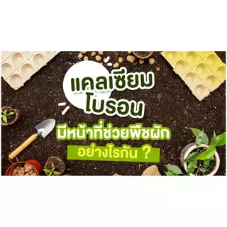 แคลเซียมโบรอน 5 ลิตร ( เจ็ท-แคลโบ) สูตรคีเลต+อะมิโน ธาตุอาหารพืชสูตรเข้มข้น เปิดตาดอก เร่งดอก ดอกดก ขั้วเหนียว ผลดก