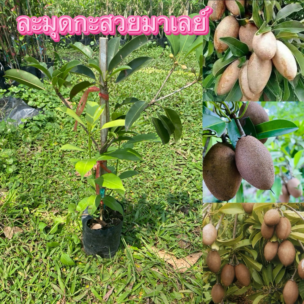 ต้นละมุดกะสวยมาเลย์ ราคาต้นละ120 บาท ราคาถูก Shopee Lazada