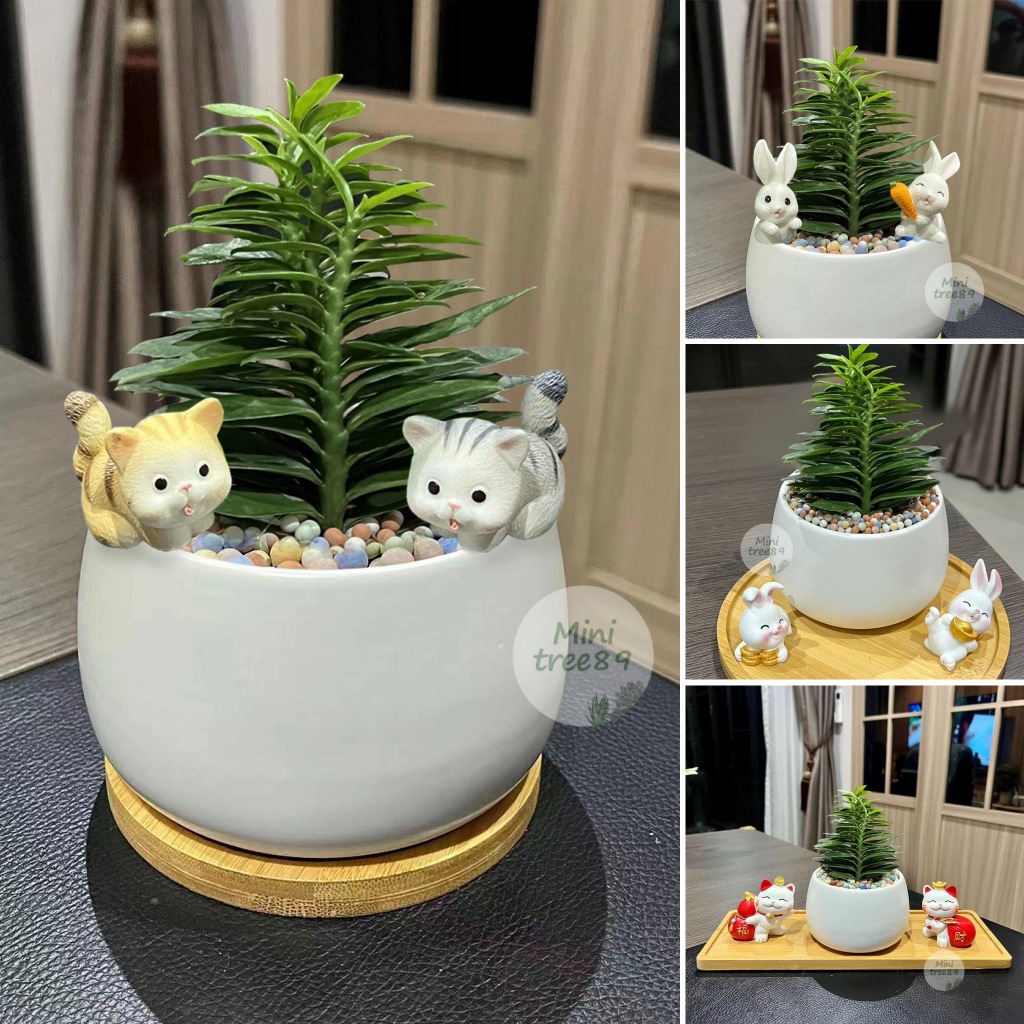 บันไดเศรษฐี /แก้วแคระ / เงินไหลมา + กระถาง+ตุ๊กตาตกแต่ง ถาดรองไม้ เม็ดดินเผา Minitree89 ไม้ฟอกอากาศ ไม้มงคล ไม่คัดเกรด A