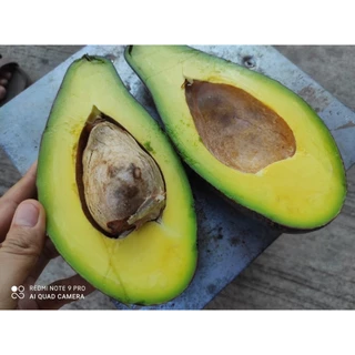 🥑ขายเป็นลูก อโวคาโด พื้นเมือง หนียวมันอร่อย ขายเป็นลูก