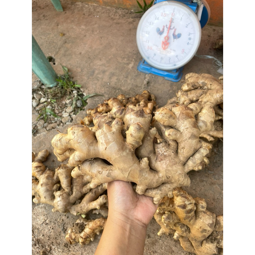 ขิงแก่🫚ขิงภูเรือ 3 กิโล สดๆใหม่ๆ ขิงแก่แพใหญ่ ไม่ได้ล้าง