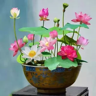 ผลผลิตสูง บรรจุ 10 เมล็ด สีผสม เมล็ดพันธุ์ ดอกบัวน้ำ เมล็ดบัวจิ๋ว Lotus Water Lily Seeds Hydroponic Lotus Flower Seed