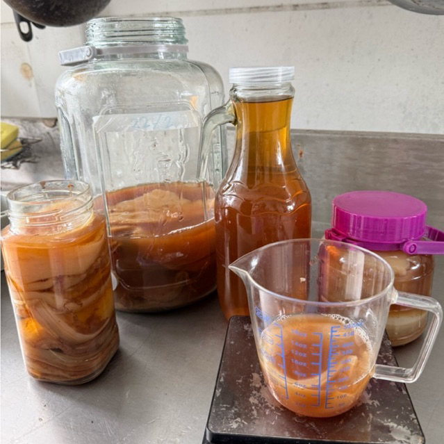 SCOBY คอมบูชา Homemade หัวเชื้อคอมบูชา Kombucha + Starter Tea พร้อมหมัก | มือใหม่ทำได้ | 7 วันพร้อมดื่ม