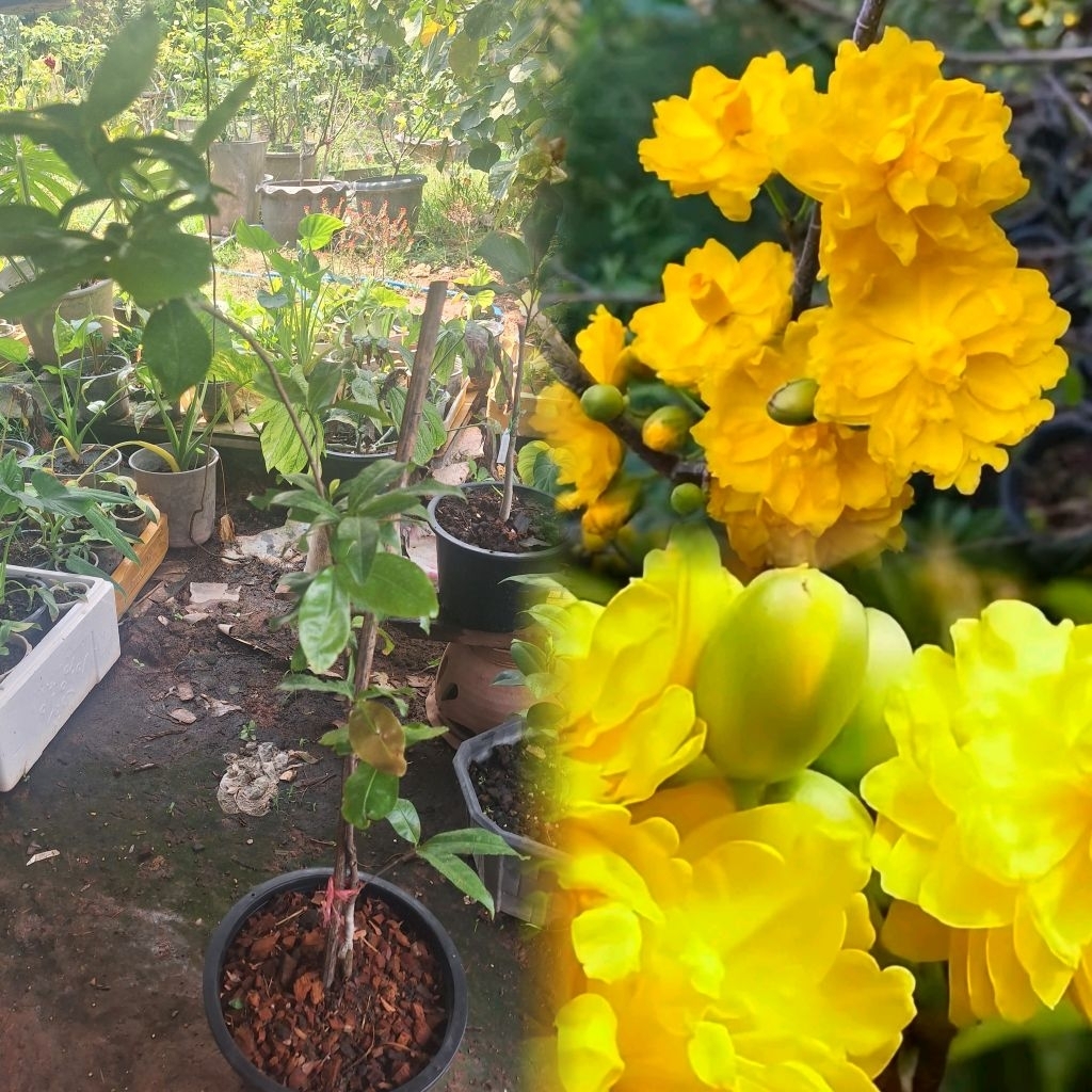 ต้นเหมยเวียดนามดอกซ้อน หรือ ช้างน้าวเวียดนาม (Ochna integerrima) ต้นเสียบยอด ส่งทั้งกระถาง