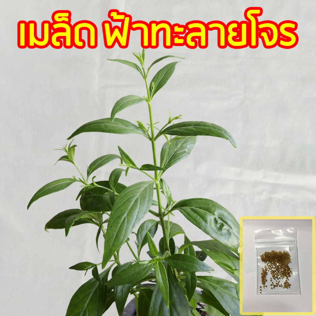 เมล็ดฟ้าทะลายโจร ซองละ 300 เมล็ด ## ฟ้าทะลายโจร ฟ้าทะลายโจน สมุนไพร ผักสวนครัว