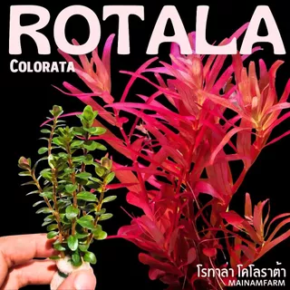 โรทาล่า โคโลราต้า - Rotala Colorata ราชินีสีแดงแห่งโลกไม้น้ำ
